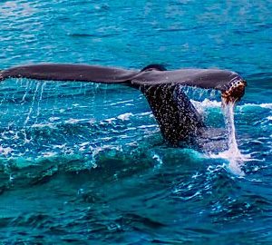 ballena-azul-imagen-destacada